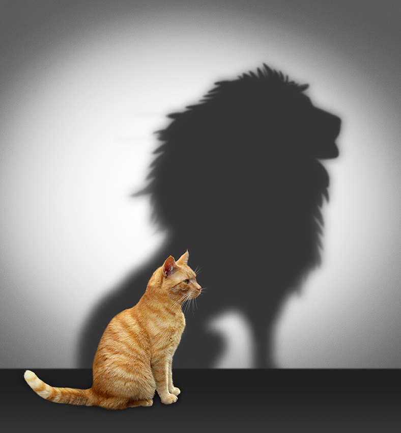 image of cat and a lion Blog